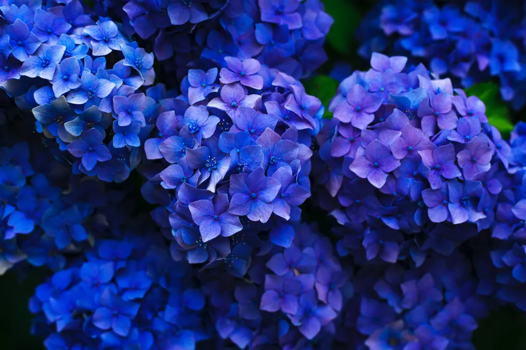 A close-up view of lush blue and purple hydrangea flowers in full bloom, showcasing delicate petals and intricate floral details with a deep green background.